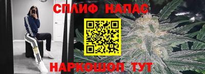 крисы Можга